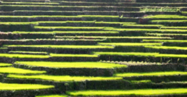 Campo de terraço para coultivação de arroz — Fotografia de Stock