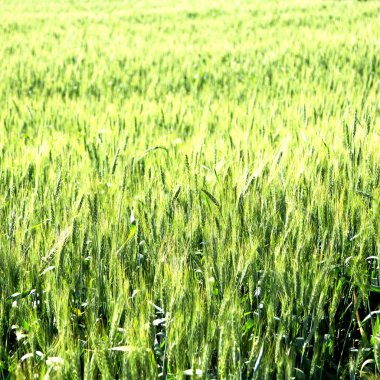 İran'da çiftlik ekili