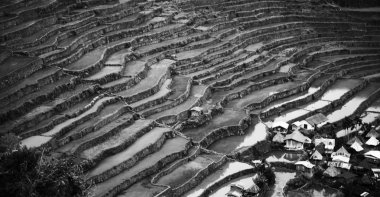   coultivation pirinç Teras alanı   