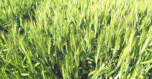 En la explotación cultivada de Irán — Foto de Stock