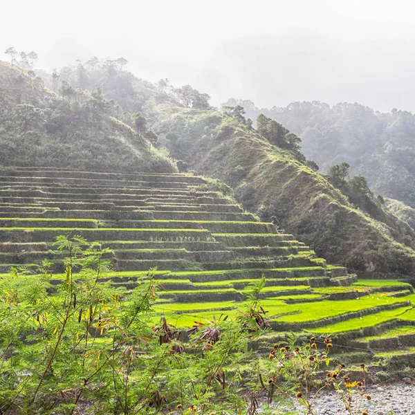 Terrace   field for  coultivation of rice — Stock Photo, Image