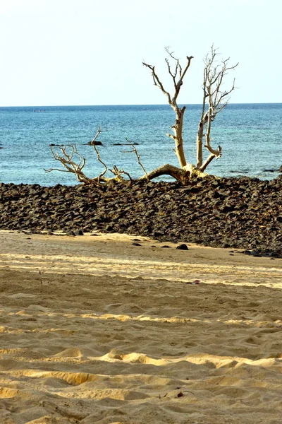 Dead tree  seaweed in indian     sand isle  sky — Stock Photo, Image