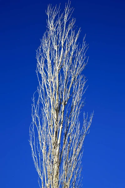 Totholz im Winter in Marokko-Afrika — Stockfoto