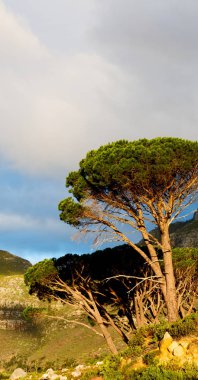 Güney Afrika'dan içinde panoramik Masa Dağı 