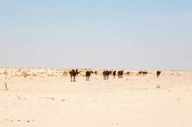 Umman boş dörtte çöl gökyüzüne yakın bir ücretsiz dromedary içinde