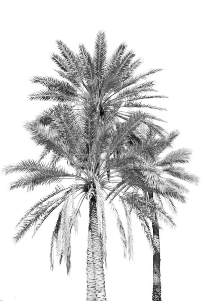 In oman de palm en de heldere hemel — Stockfoto