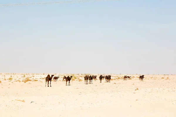 В пустом квартале пустыни свободному дромедару под небом — стоковое фото