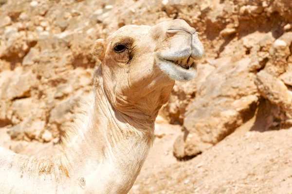 Dans oman quartier vide du désert un dromadaire libre près du ciel — Photo