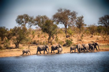  Güney Afrika yaban hayatı fil