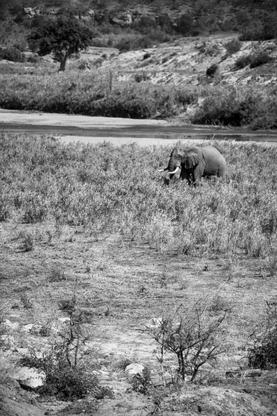 W RPA dzikie zwierzęta słoń — Zdjęcie stockowe
