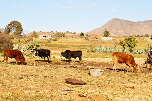 In lesotho     street village — Stock Photo, Image