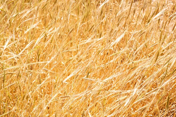 En la explotación cultivada de Irán — Foto de Stock