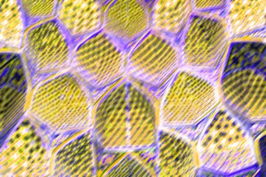 İran'da dini mimari