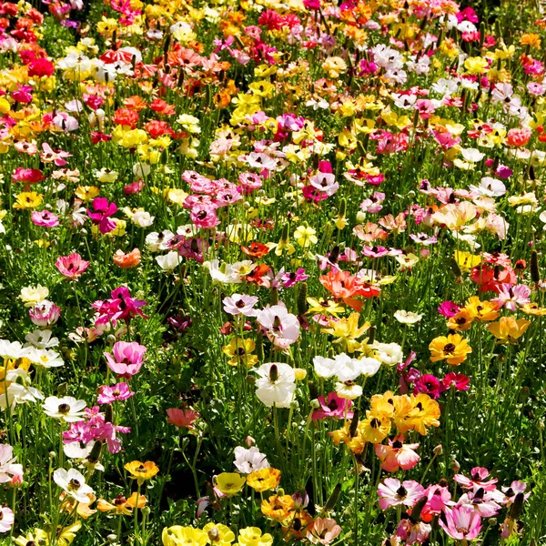 Blommor och trädgård — Stockfoto