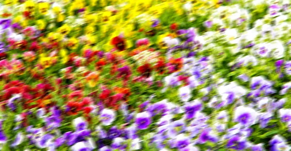 I fiori e il giardino — Foto Stock