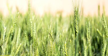 İran'da çiftlik ekili  