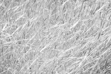 İran'da çiftlik ekili