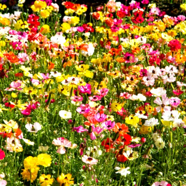 The flowers and   garden — Stock Photo, Image