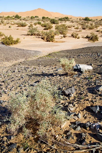 Bush old fossil in  the  sky — Stock Photo, Image