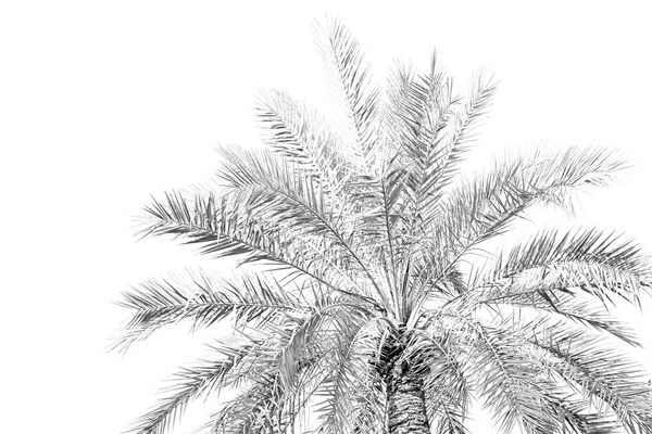 I oman palm och den klara himlen — Stockfoto