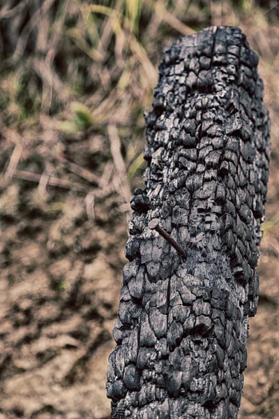 Dans la forêt un morceau d'arbre brûlé — Photo