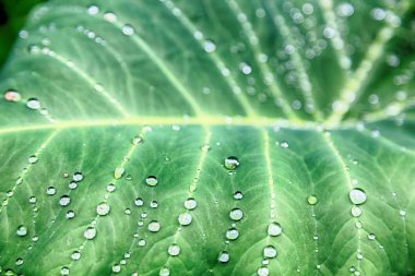 bir yaprak yağmur sonra bazı damla 