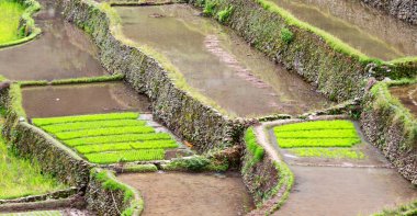   coultivation pirinç Teras alanı   