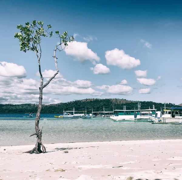 En la hermosa isla cosatline y el árbol — Foto de Stock