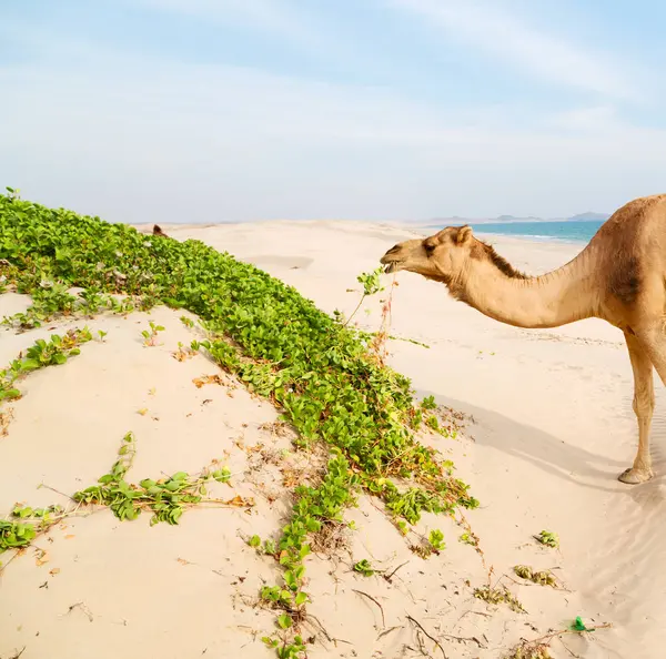 Dans oman quartier vide du désert un dromadaire libre près de la mer — Photo