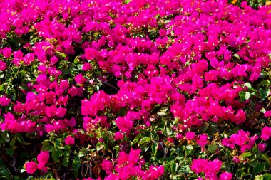 Umman çiçek ve bahar renkleri Bahçe  