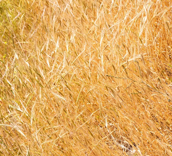 Em iran exploração agrícola cultivada — Fotografia de Stock