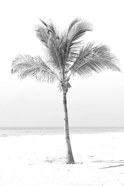 in oman arabic sea  the hill    near sandy beach sky  palm