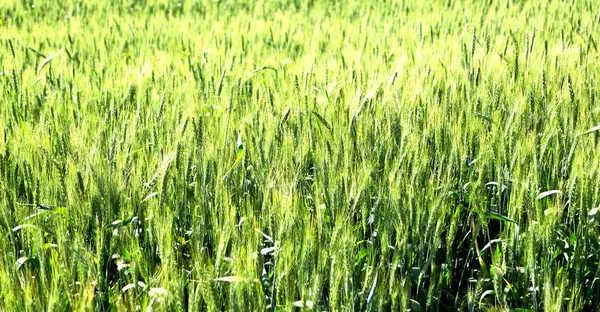 İran'da çiftlik ekili