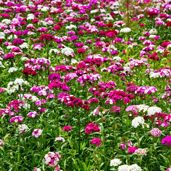 As flores e o jardim — Fotografia de Stock