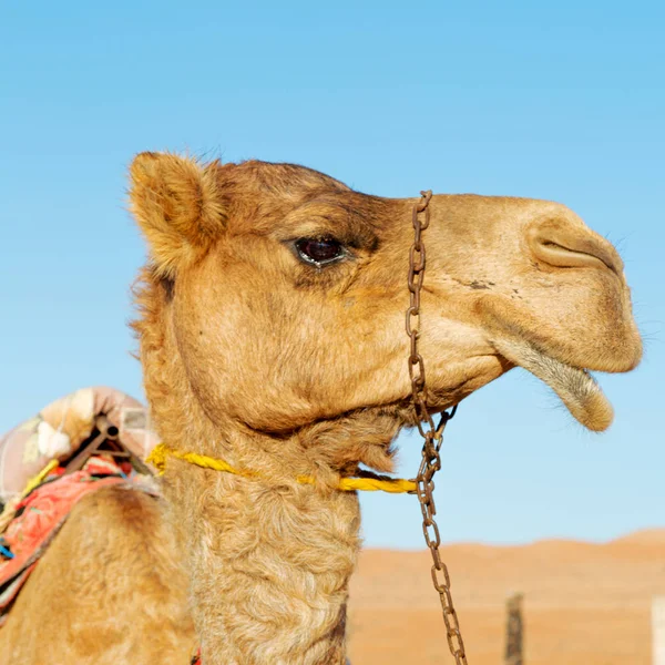 En Oman vacío cuarto de desierto un dromedario libre cerca del cielo — Foto de Stock