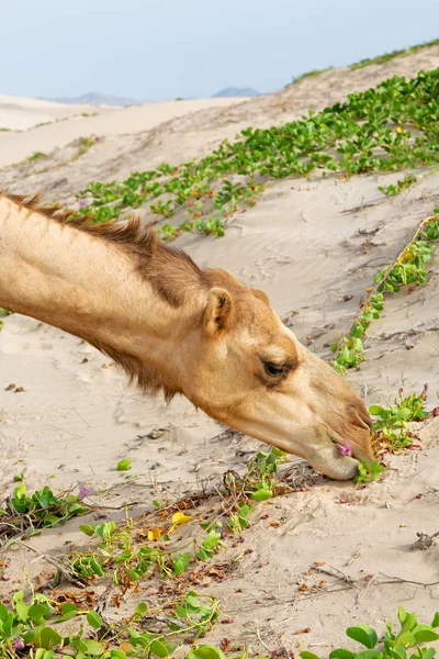 In oman  free dromedary — Stock Photo, Image