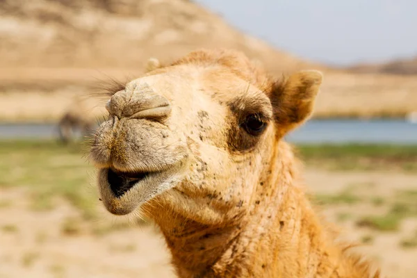 Em oman camelo vazio quarto de deserto um dromedário livre perto do — Fotografia de Stock