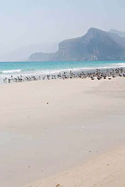 Na costa oman de salalah a montanha e gaivota do mar cheia — Fotografia de Stock