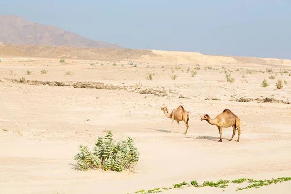 In oman empty quarter of desert a free dromedary near the  sea — Stock Photo, Image