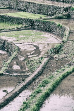   coultivation pirinç Teras alanı   