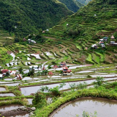   coultivation pirinç Teras alanı   
