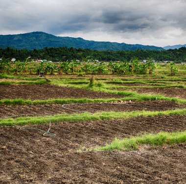   coultivation pirinç Teras alanı   