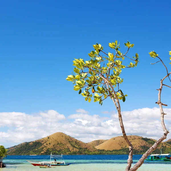 En la hermosa isla cosatline y el árbol — Foto de Stock