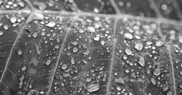 Várias baixas em uma folha depois da chuva — Fotografia de Stock