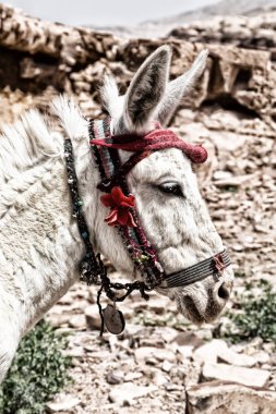  mountain yakınındaki turist bekleyen bir eşek