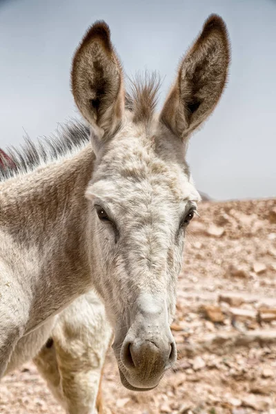 Mountain yakınındaki turist bekleyen bir eşek — Stok fotoğraf