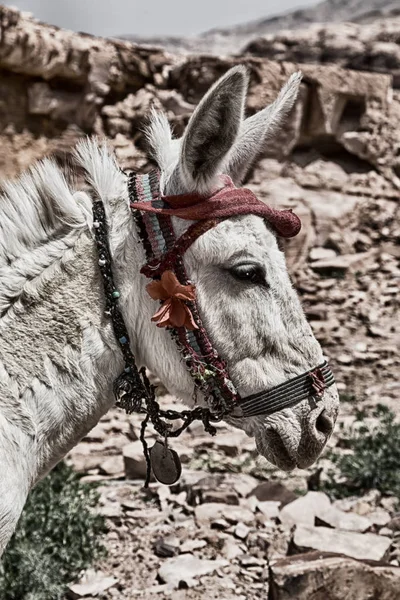 Un burro esperando al turista cerca de la montaña — Foto de Stock