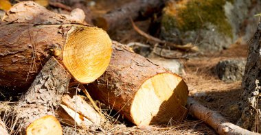 ormanda bazı ağaçlar ve neddles kesti