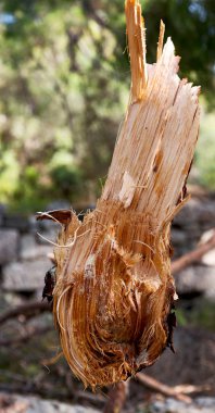 ormanda bazı ağaçlar ve neddles kesti