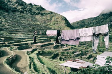   coultivation pirinç Teras alanı   